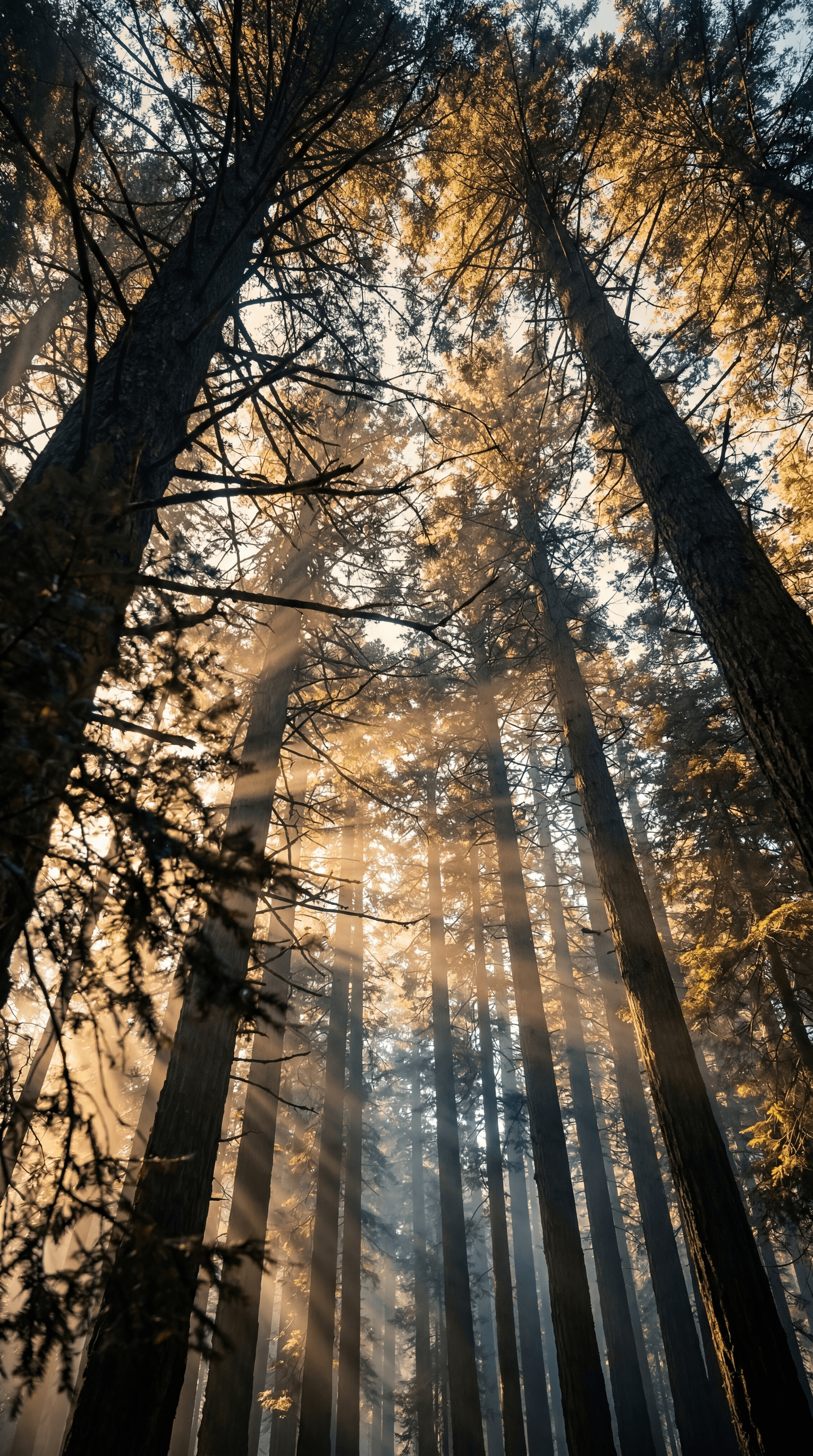 Sunlight filtering through ancient forest canopy